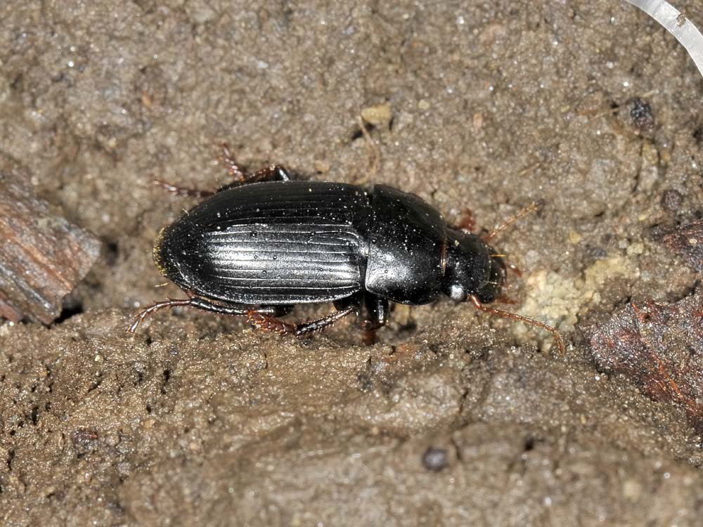 Harpalus tardus